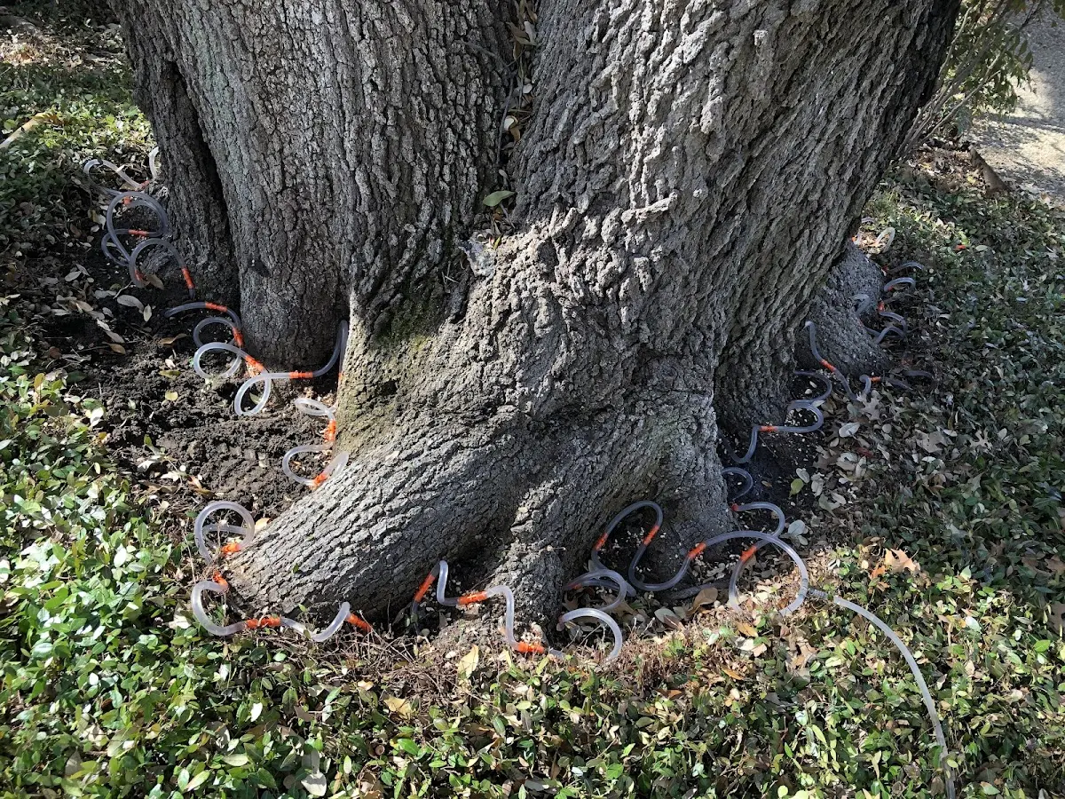 Detailed Tree Cabling and Bracing job site in Hunter