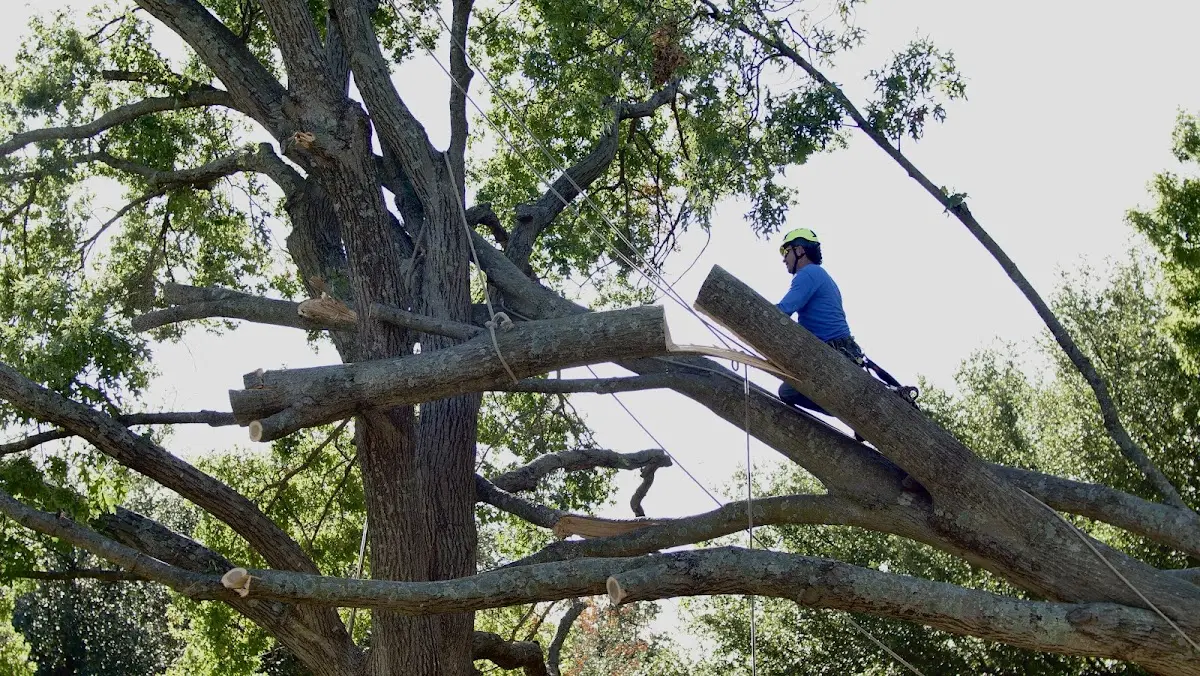 Professional Hazardous Tree Removal performed by certified arborists in Hunter
